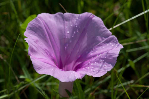 Ipomoea sagittata #6